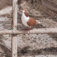 سیاه|پرنده|سراب, |دیوار