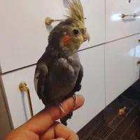 جوجه عروس دستی نر تاج پرنسسی وجل