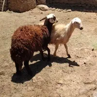 بره ماده درجه یک افشاری
