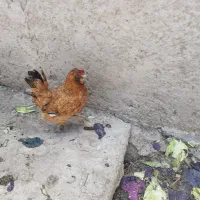 دو عدد مرغ تخم گذار لری