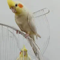 عروس هلندی سخنگو