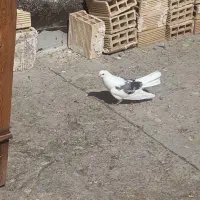 ماده پشت سبز