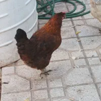 مرغ تخم گذار