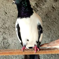 کبوتر پرستویی یک جفت کپی هم