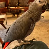 کاسکو|پرنده|شیراز, دلگشا|دیوار