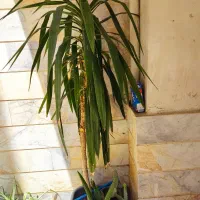 فروش دو عدد گل و درختچه زینتی