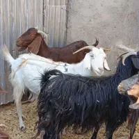 6عدد بز دورگ جوان