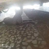 گربه|گربه|گنبد کاووس, |دیوار