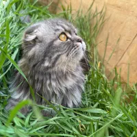گربه پرشین اسکاتیچ