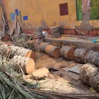 قطع یا برش درختان مزاحم