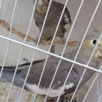 عروس هلندی