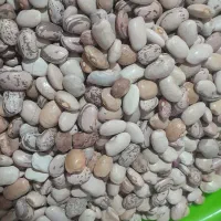 لوبیا
