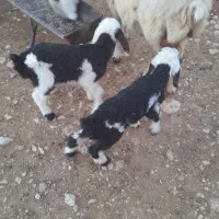 بره شیری در فیروزآباد