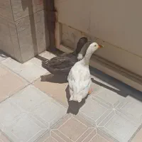فروش اردک سرحال