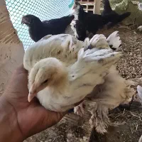 نیمچه برهما