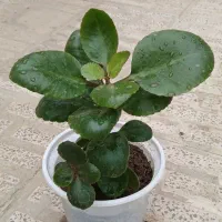 گل قاشقی