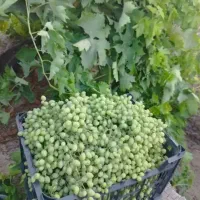 غوره درجه یک و آبداروتازه کیلویی 900000هزارتومان