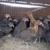 جوجه مرغ و خروس