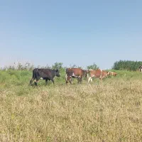 کوساله