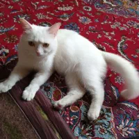 واگذاری رایگان مادر و بچه گربه
