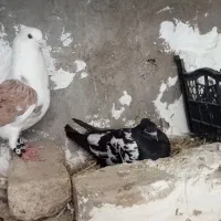 کفتر‌هوایی‌گشتی‌