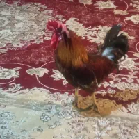 خروس