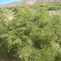 فروش
