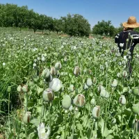 توم درجه یک اصلاح شده