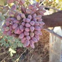 فروش زمین پسته