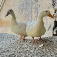 یک جفت اردک جوان نر و مادهٔ تخم‌گذار