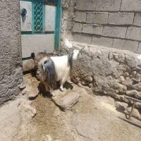 1عددبز جوان ننه بالا دو دندان  شیر2کیلو میدهد