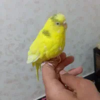 مرغ عشق ماده