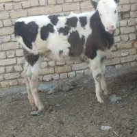 گاو گوساله گوساله ماده مونت بیلیارد