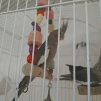 عروس هلندی ماده