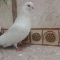 کبوتر . لطفا توضیحات رو بخون