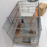 قفس پرنده