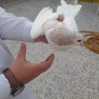 چندتا کبوتر پرشی معاوضه با ساده رنگی