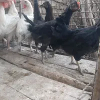 گوسفند و مرغ خروس سیاه وجوجه محلی برای نگهداری