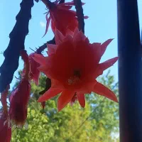 3نوع گُل|گل و گیاه طبیعی|سنگر, |دیوار