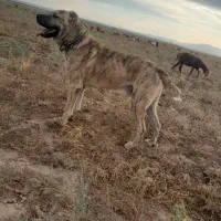 سگ  گله ای|سگ|تربت جام, میان جام|دیوار