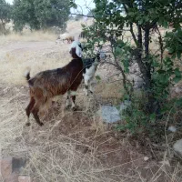 بز و بزقاله