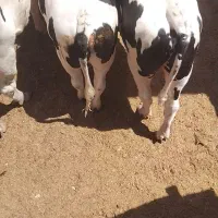 گوساله چاق