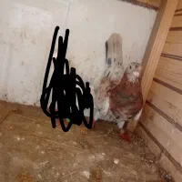 کبوتر هفت رنگ