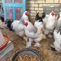 جوجه برهما خالص