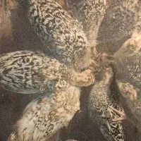 جوجه بوقلمون برنز نیمچه یک ماهه