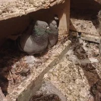 کبوتر ترکیه ای سیاه و سازده شیرجه زن
