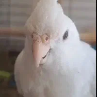 عروس آلبینو ماده
