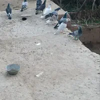کفتر
