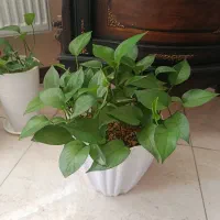 پتوس|گل و گیاه طبیعی|شیراز, فرگاز|دیوار
