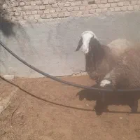 یک جفت بره نر